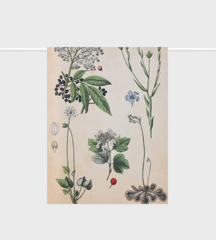 Tea Towel | Field Botany