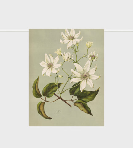Tea Towel | Clematis Indivisa