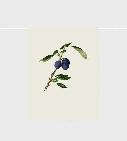 Tea Towel | Plums