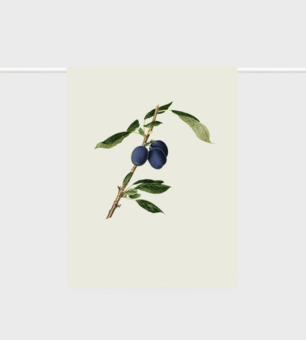Tea Towel | Plums