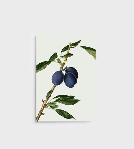 Notebook | Plums